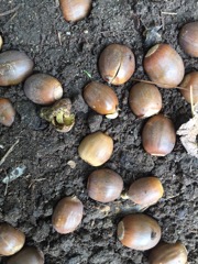 Sprouting White Oak acorns